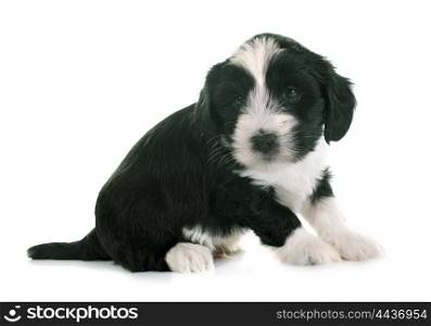 puppy tibetan terrier in front of white background