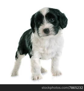 puppy tibetan terrier in front of white background