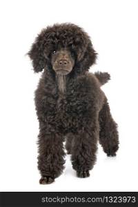 puppy toy poodle in front of white background