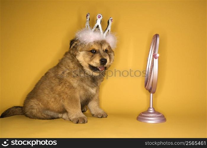 Puppy wearing crown in front of mirror.