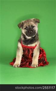 Puppy wearing dress.