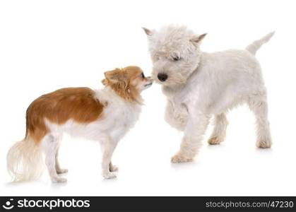 puppy west highland white terrier and chihuahua in studio