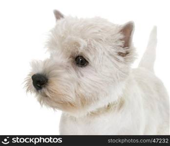 puppy west highland white terrier in studio