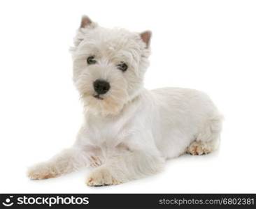 puppy west highland white terrier in studio