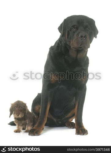 puppy Wire haired dachshund and rottweiler in front of white background