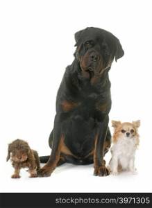 puppy Wire haired dachshund, chihuahua and rottweiler in front of white background