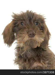 puppy Wire haired dachshund in front of white background