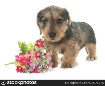 puppy Wire haired dachshund in front of white background