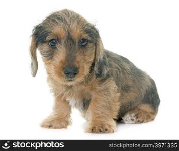 puppy Wire haired dachshund in front of white background