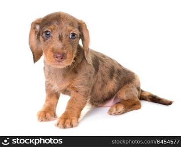 puppy Wire-haired Dachshund in front of white background