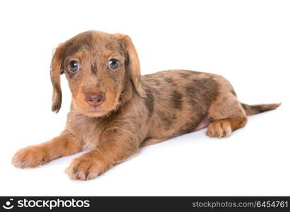 puppy Wire-haired Dachshund in front of white background