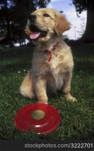 Puppy with a Frisbee