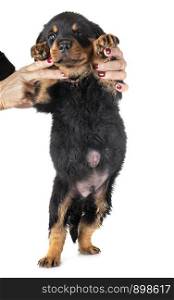 puppy with Umbilical hernia in front of white background
