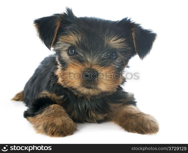 puppy yorkshire terrier in front of white background