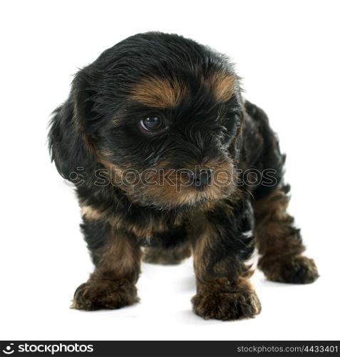 puppy yorkshire terrier in front of white background