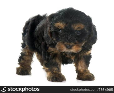 puppy yorkshire terrier in front of white background