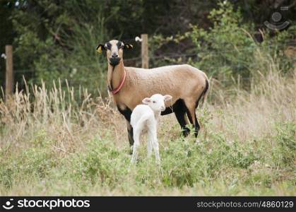Pure bred Cameroon sheep with her Tarasconnais cross Cameroon lamb