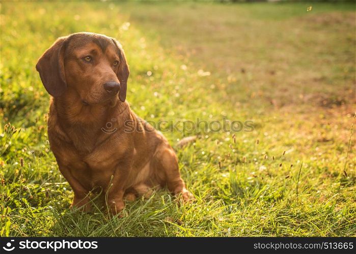 pure breed Alpine Dachsbracke dog brown dog summer outdoor shot close up