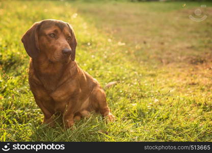 pure breed Alpine Dachsbracke dog brown dog summer outdoor shot close up