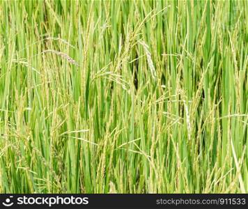 Pure paddy field in the countryside of Thailand.