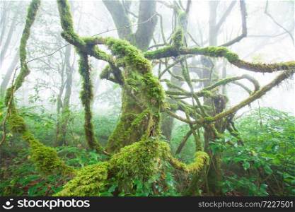 Pure tropical rainforest in the morning mist, lush moss and tropical plants growing in the roots and trunk of ancient trees. Doi Pha Hom Pok National Park, Thailand and Myanmar border.