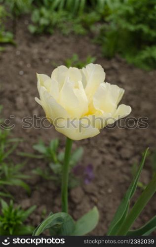 Pure white tulip Mount Tacoma in garden. White tulips flower in garden background. White Mount Tacoma tulips blooming