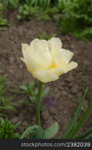 Pure white tulip Mount Tacoma in garden. White tulips flower in garden background. White Mount Tacoma tulips blooming