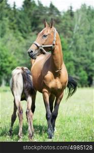 purebred akhalteke dam with foal in the field