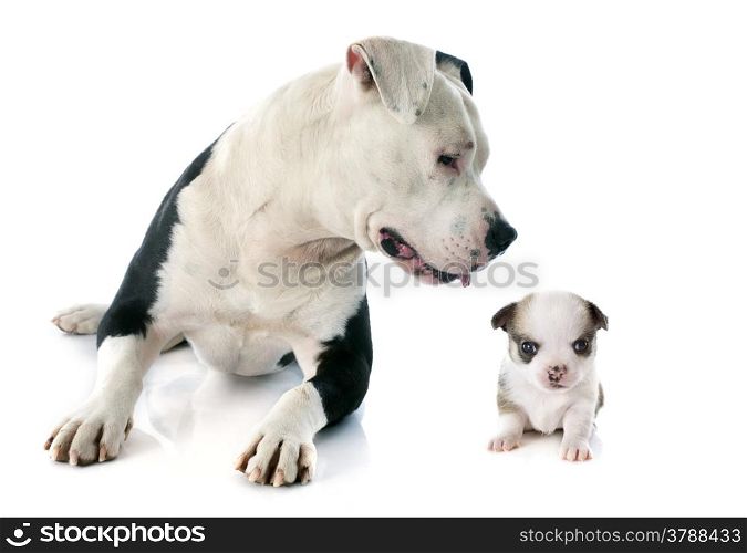 purebred american staffordshire terrier and puppy chihuahua in front of white background
