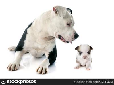 purebred american staffordshire terrier and puppy chihuahua in front of white background