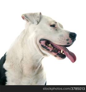 purebred american staffordshire terrier in front of white background