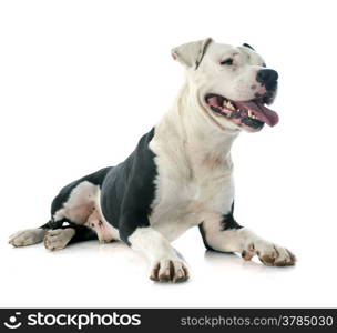 purebred american staffordshire terrier in front of white background