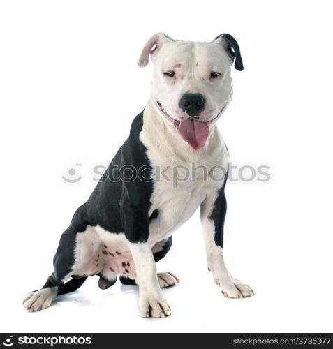 purebred american staffordshire terrier in front of white background
