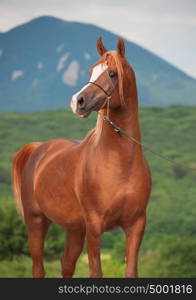 purebred arabian chestnut stallion at mountain background