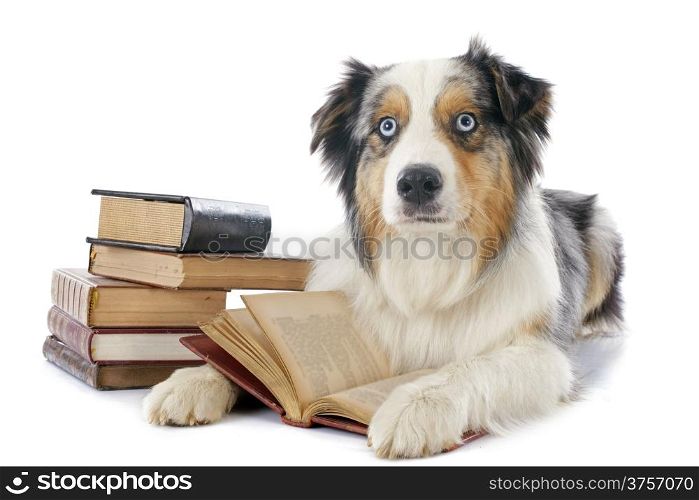 purebred australian shepherd and books in front of white background