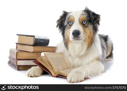 purebred australian shepherd and books in front of white background