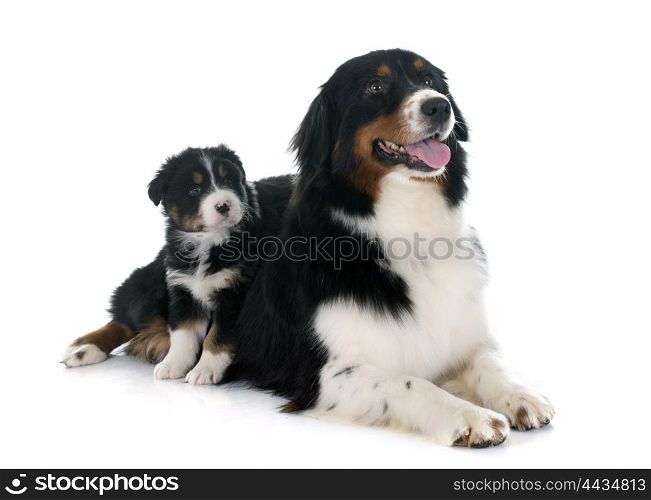 purebred australian shepherds in front of white background