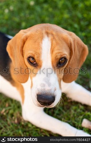 Purebred beagle dog lying on grass in garden outdoor portrait