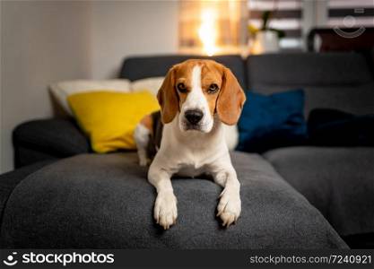 Purebred beagle lying on sofa looking towards camera. Dog background. Purebred beagle lying on sofa looking towards camera.