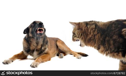 purebred belgian sheepdog malinois and cat angry in front of white background