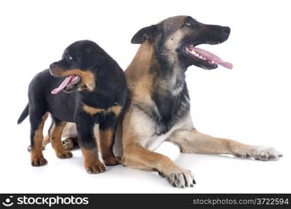 purebred belgian sheepdog malinois and puppy rottweiler on a white background