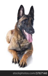 purebred belgian sheepdog malinois on a white background