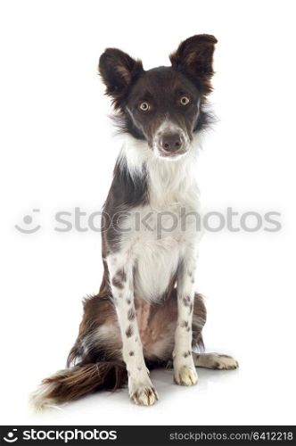 purebred border collie in front of white background