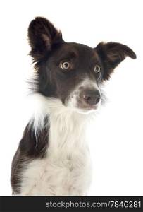 purebred border collie in front of white background