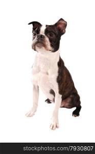 Purebred Boston Terrier Dog Standing on a White Background