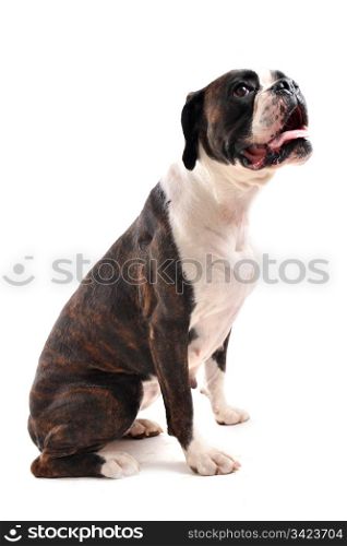 purebred brown bower sitting in front of a white background
