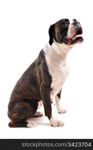 purebred brown bower sitting in front of a white background