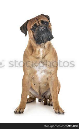 purebred bullmastif in front of white background