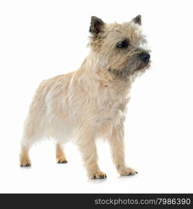 purebred cairn terrier in front of white background