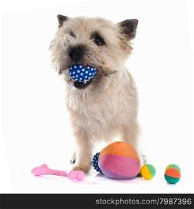 purebred cairn terrier in front of white background